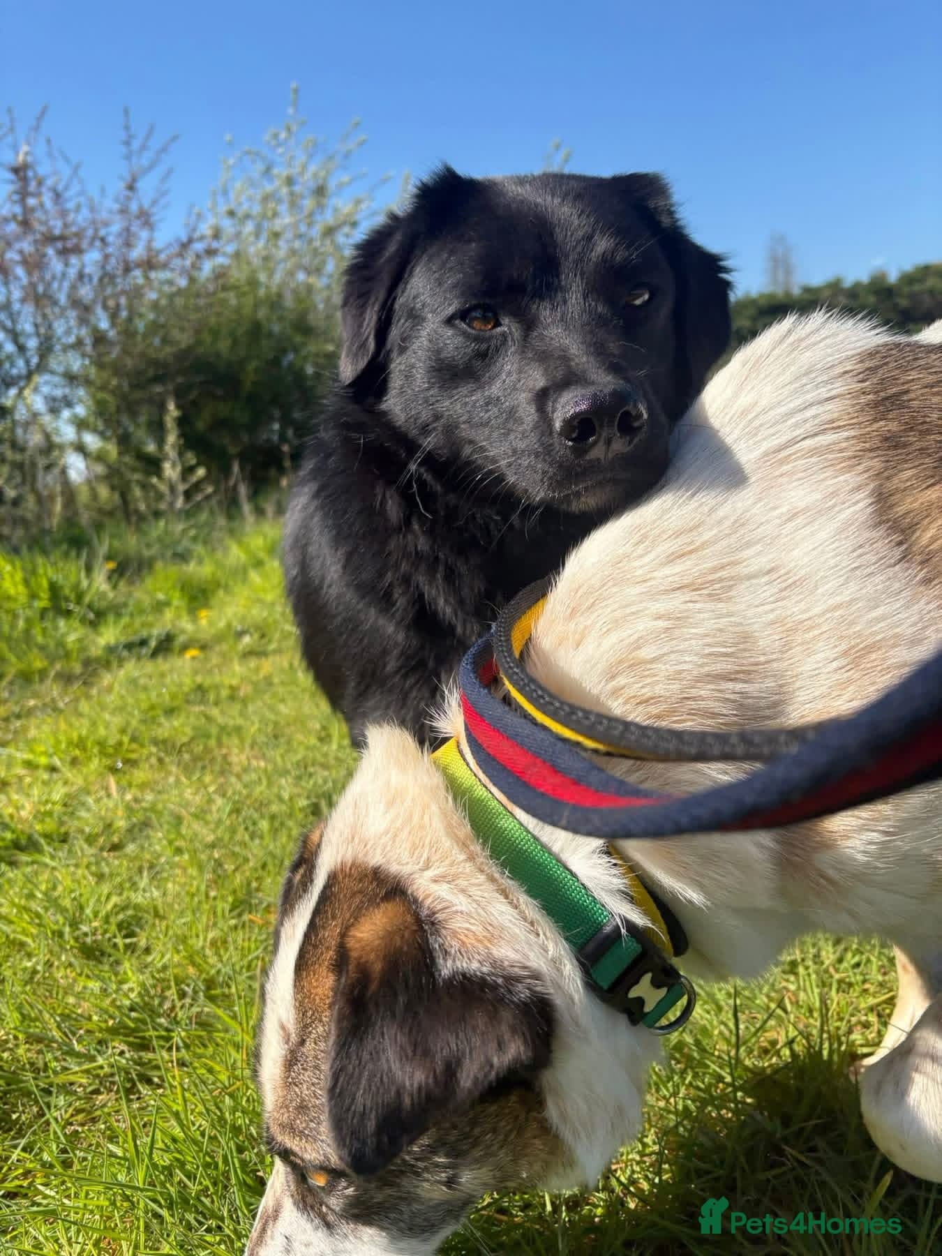 Dante - Norwich Norfolk photo 18