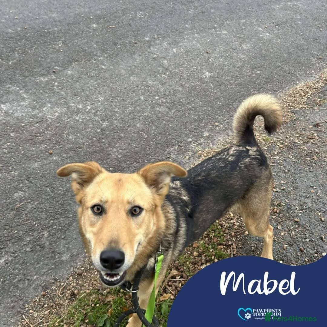 Meet Mabel, currently residing in Lancashire photo 2