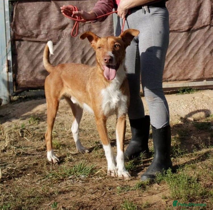 Years waiting - forgotten dogs β Portuguese Podengo