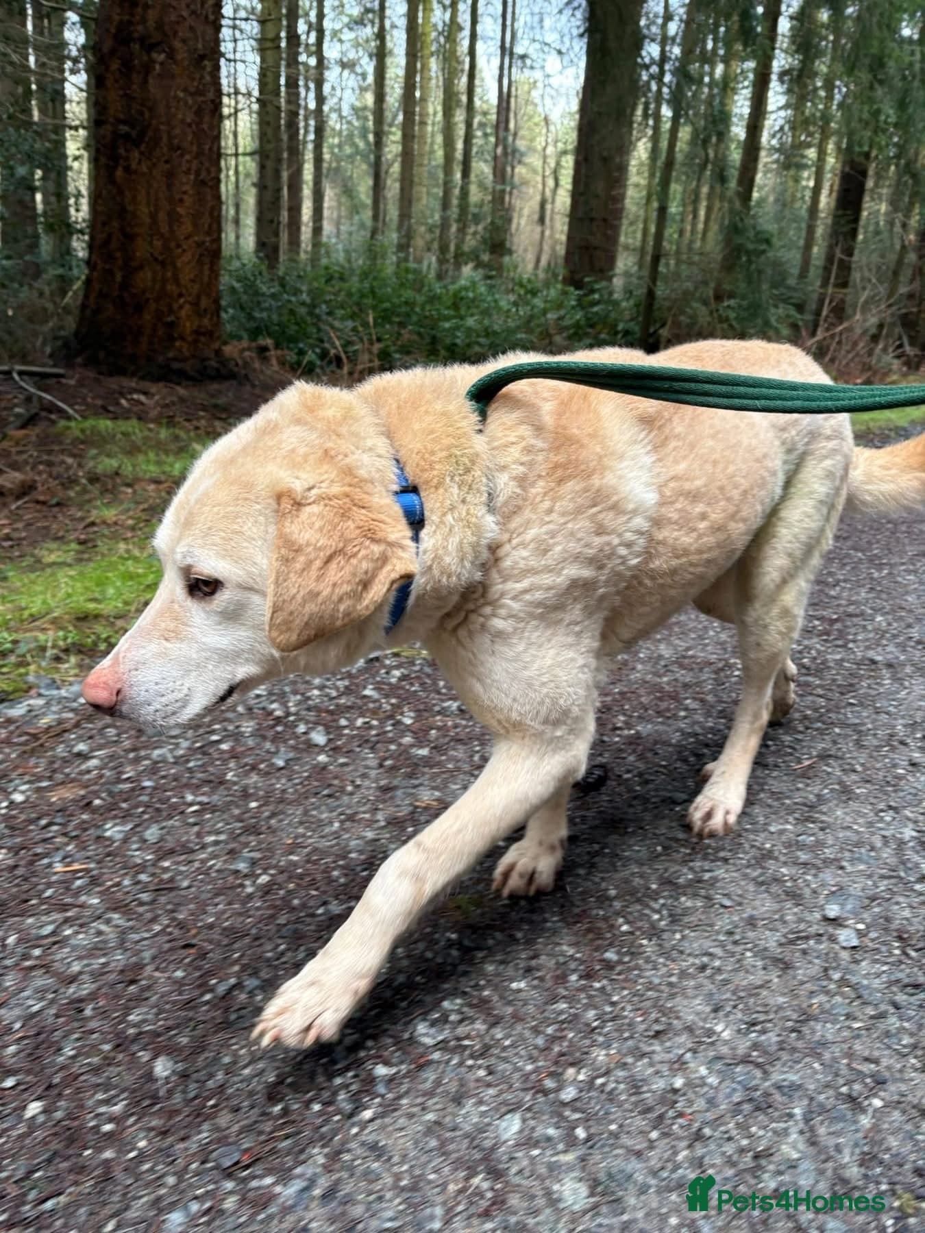 Ralph - Norwich Norfolk photo 16