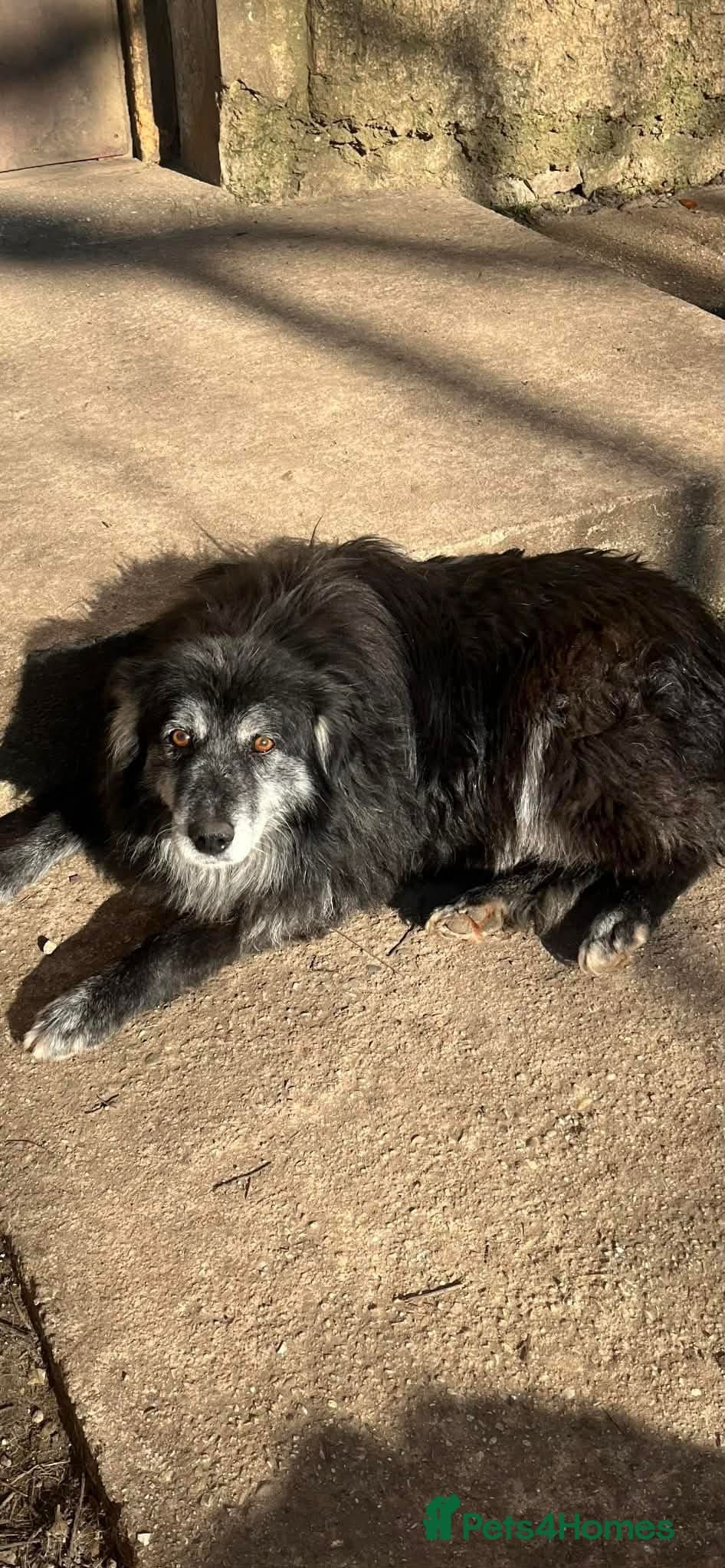 Meet amazing MOOSE!! — Mixed Breed