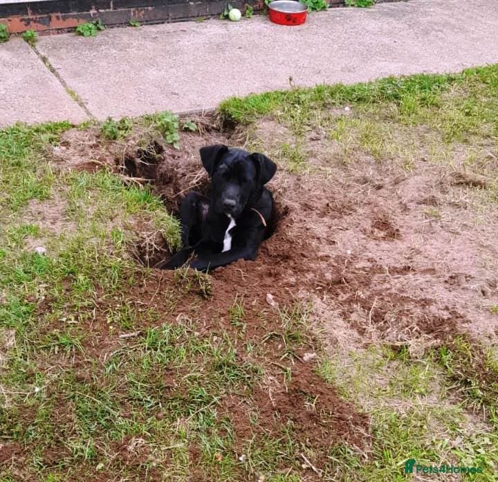 SHEAMUS,URGENT sensitive Soul Labrador Cross photo 16
