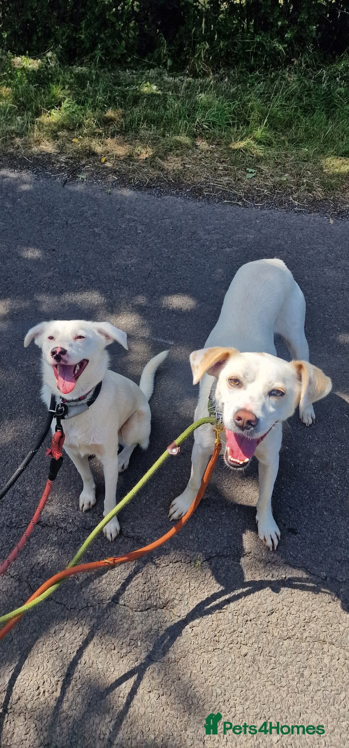 Meet Clove, currently residing in Cheshire — Mixed Breed