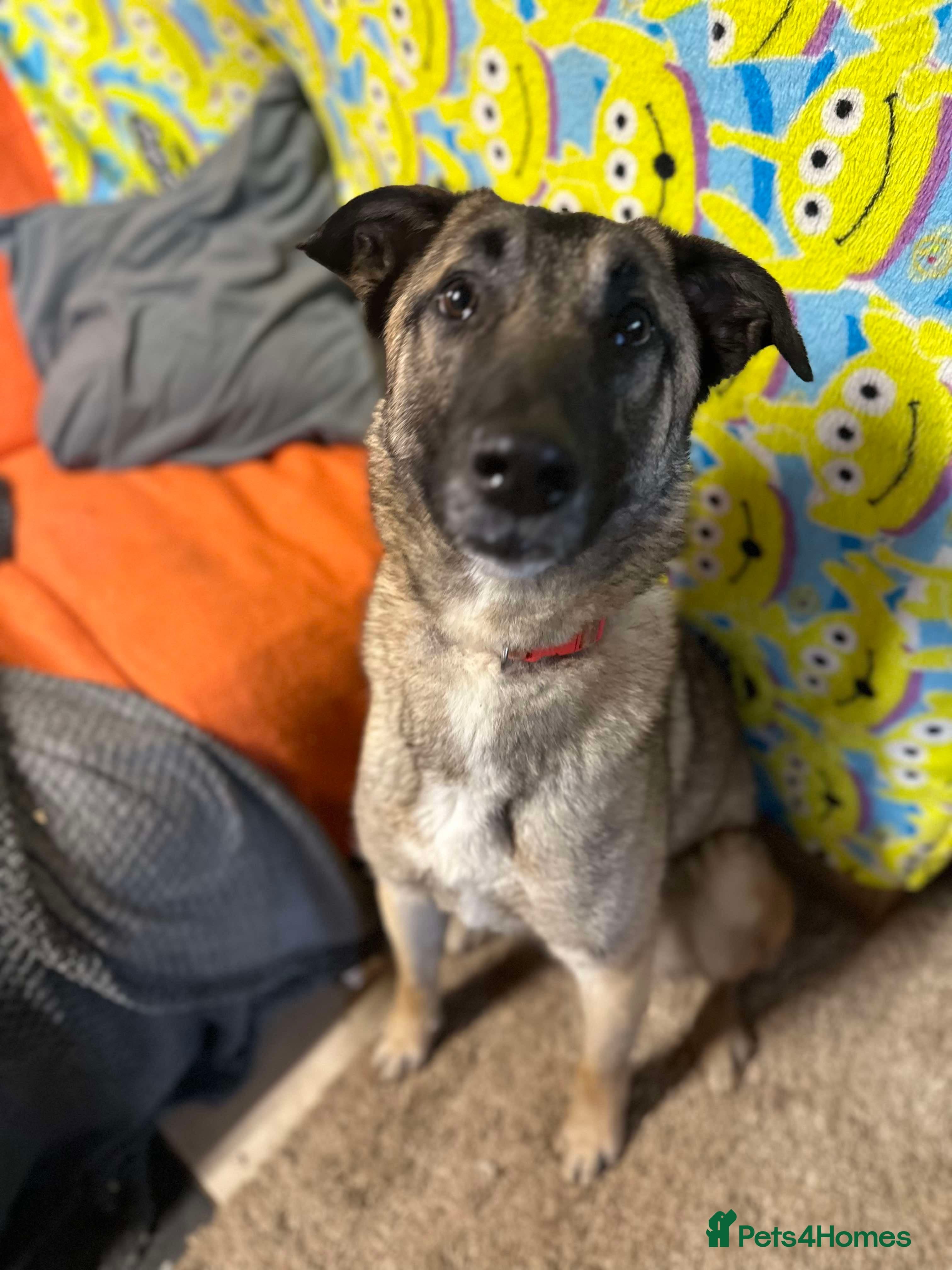 Meet Vera, currently residing in Cheshire photo 28