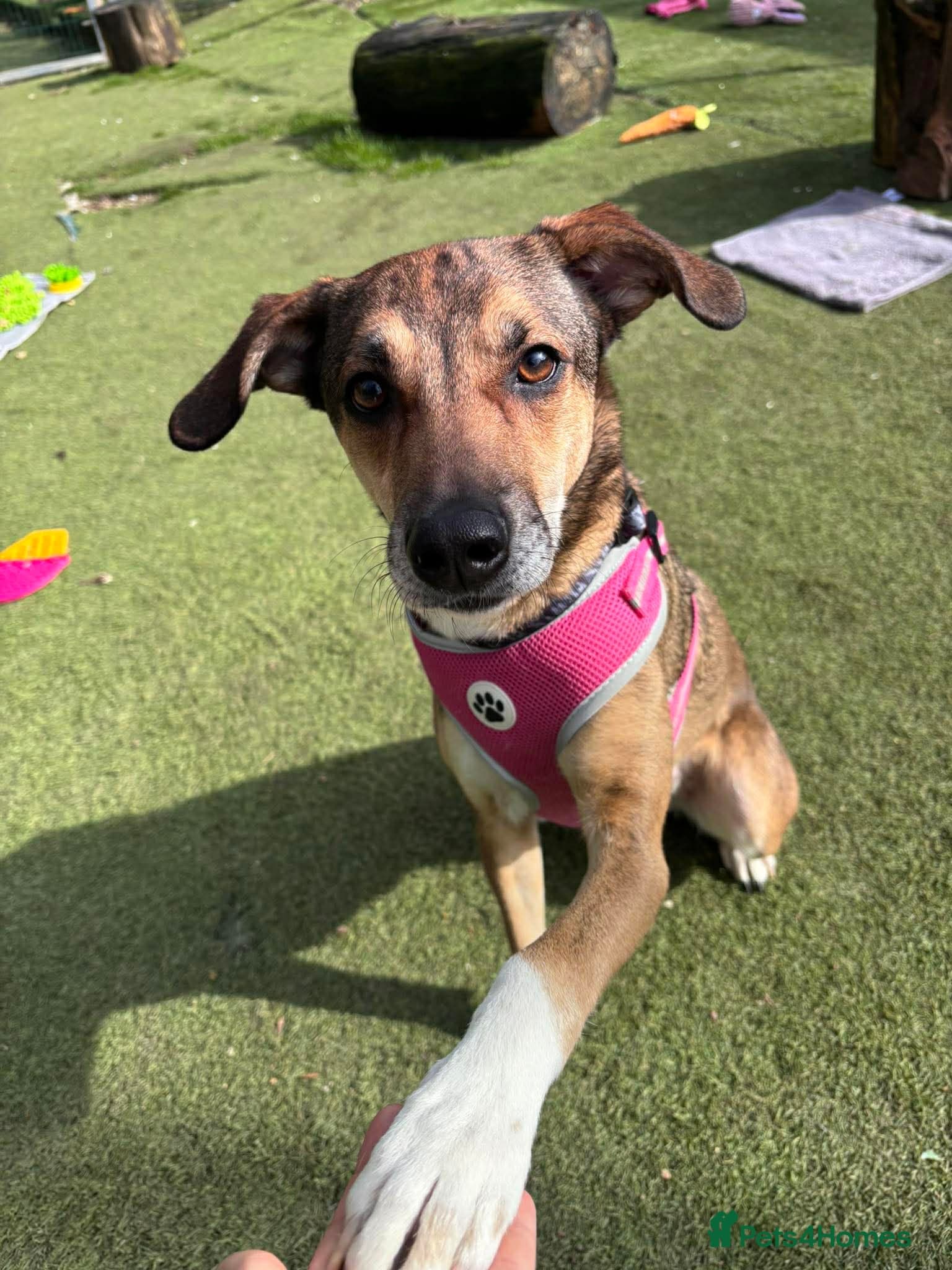 Little Nellie photo 5