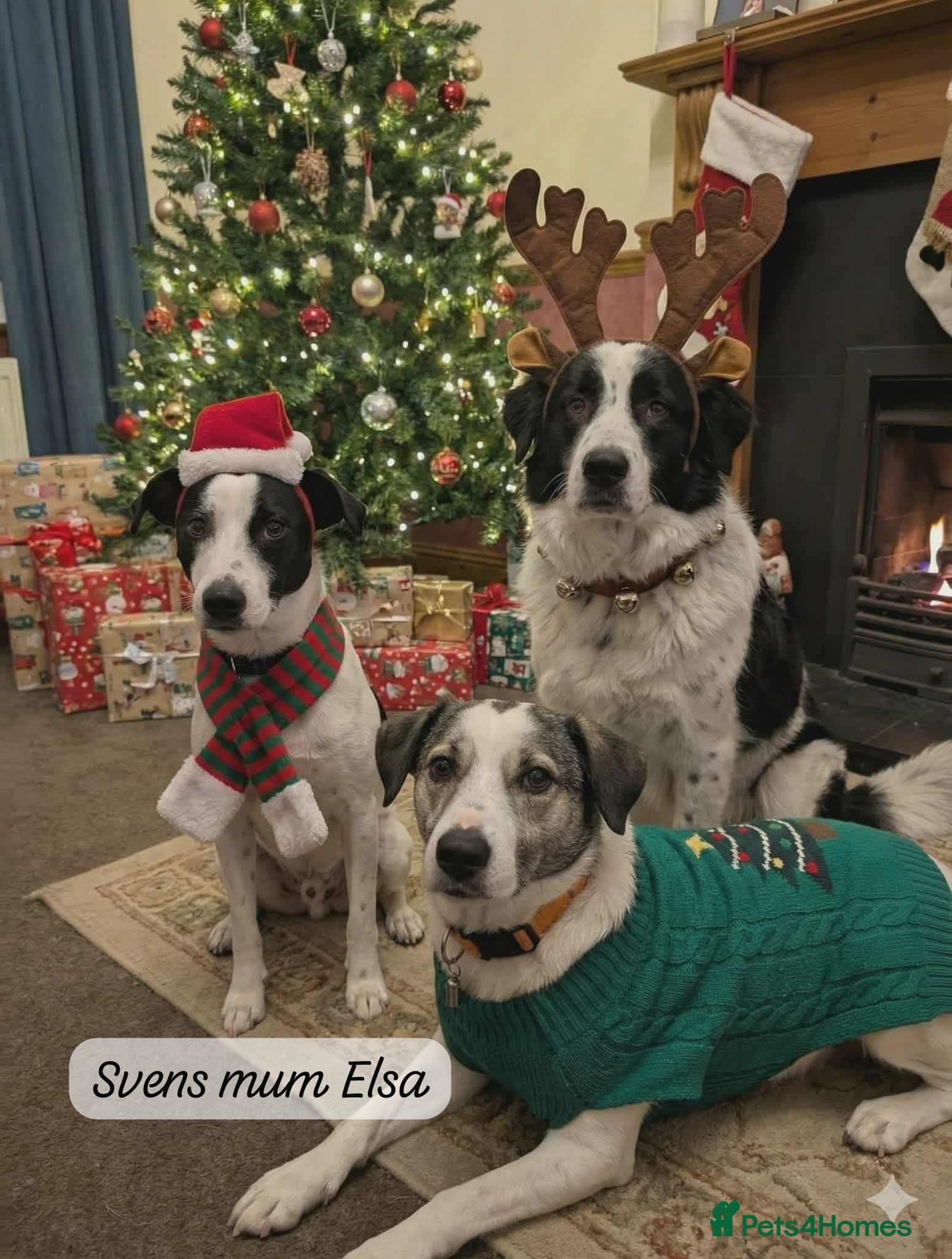 Sven, 1.5 yrs approx.Available for adoption. photo 4