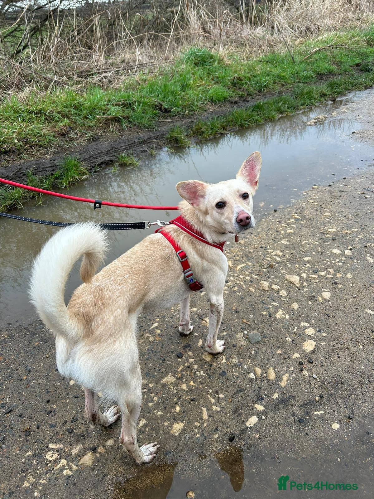 Meet Frankie, currently residing in Peterborough photo 6