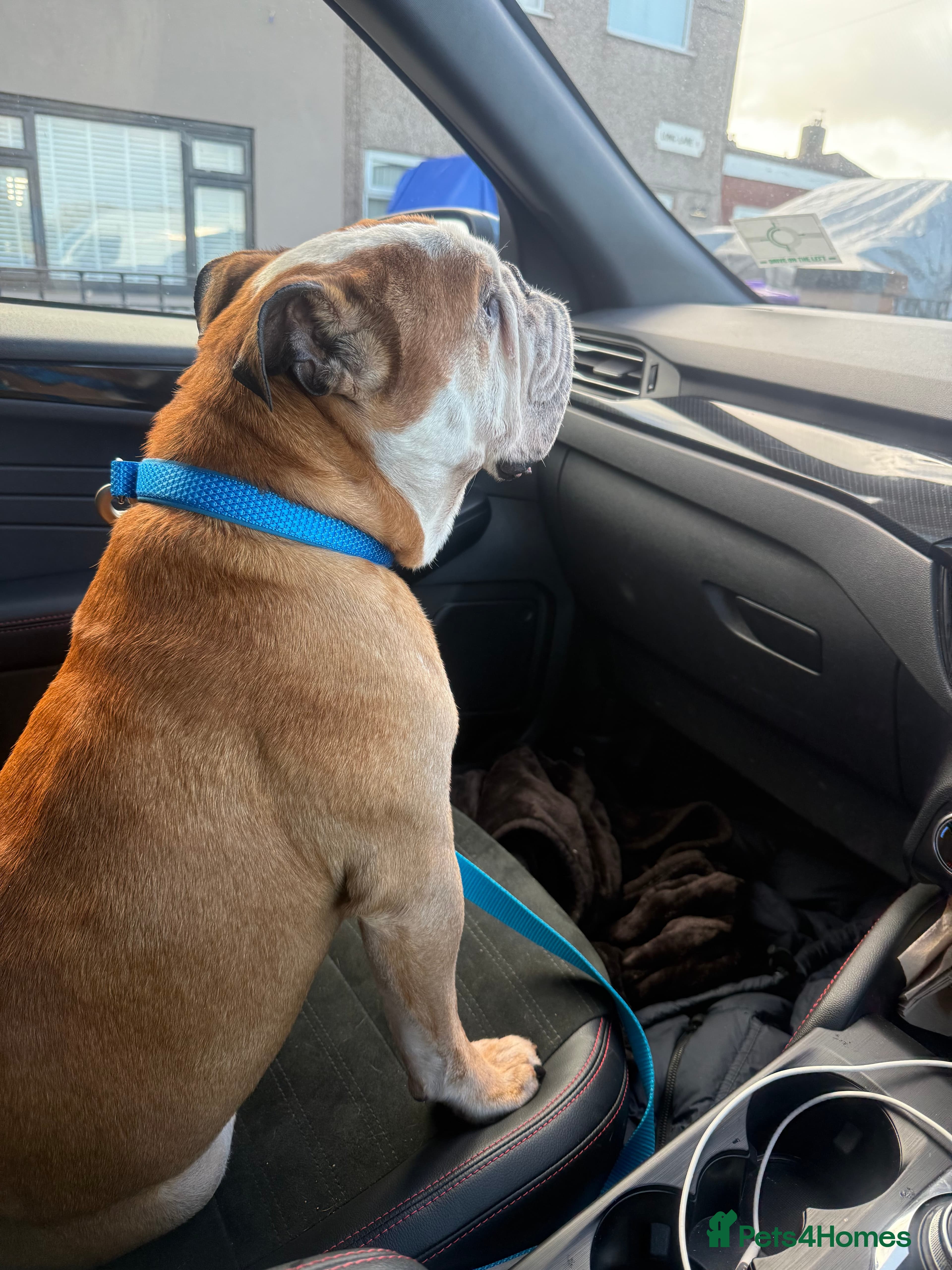 Bruno 💔💔 — English Bull