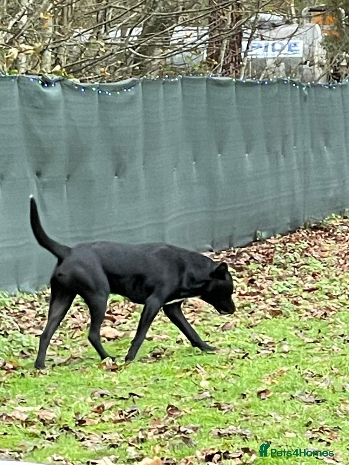 SHEAMUS,URGENT sensitive Soul Labrador Cross photo 15