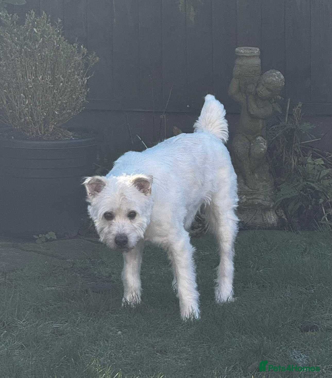 Meet Snow, currently residing in Derbyshire — Mixed Breed