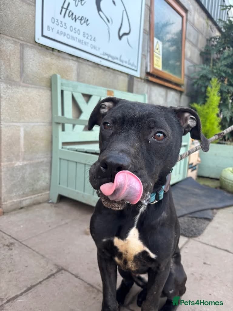 Meet Gomez, currently residing in Ormskirk photo 7