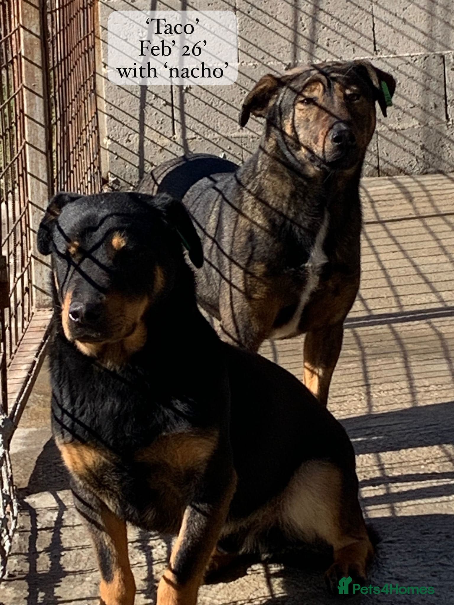 Taco, 10-12 months old. photo 20