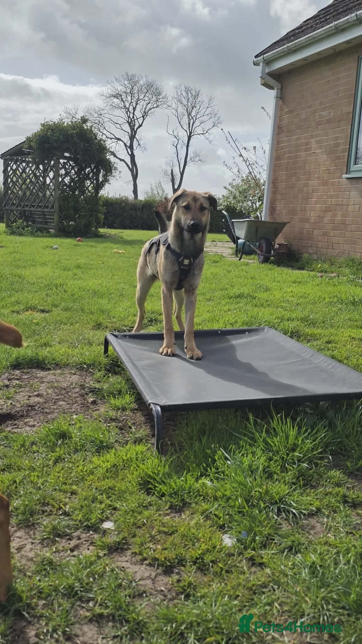 Clover - new info and photos/videos🍀 photo 7