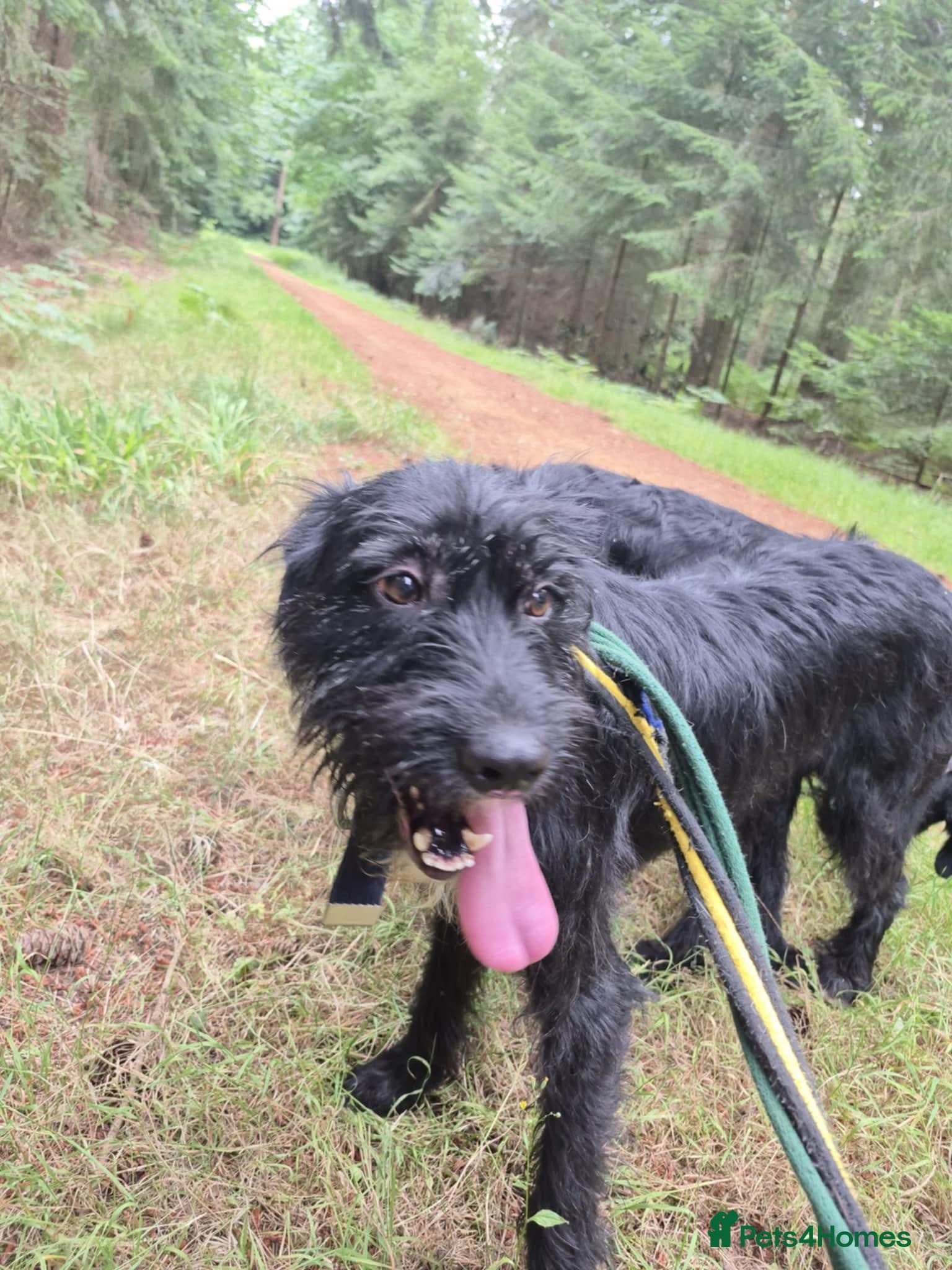 Micky - Norwich Norfolk photo 8