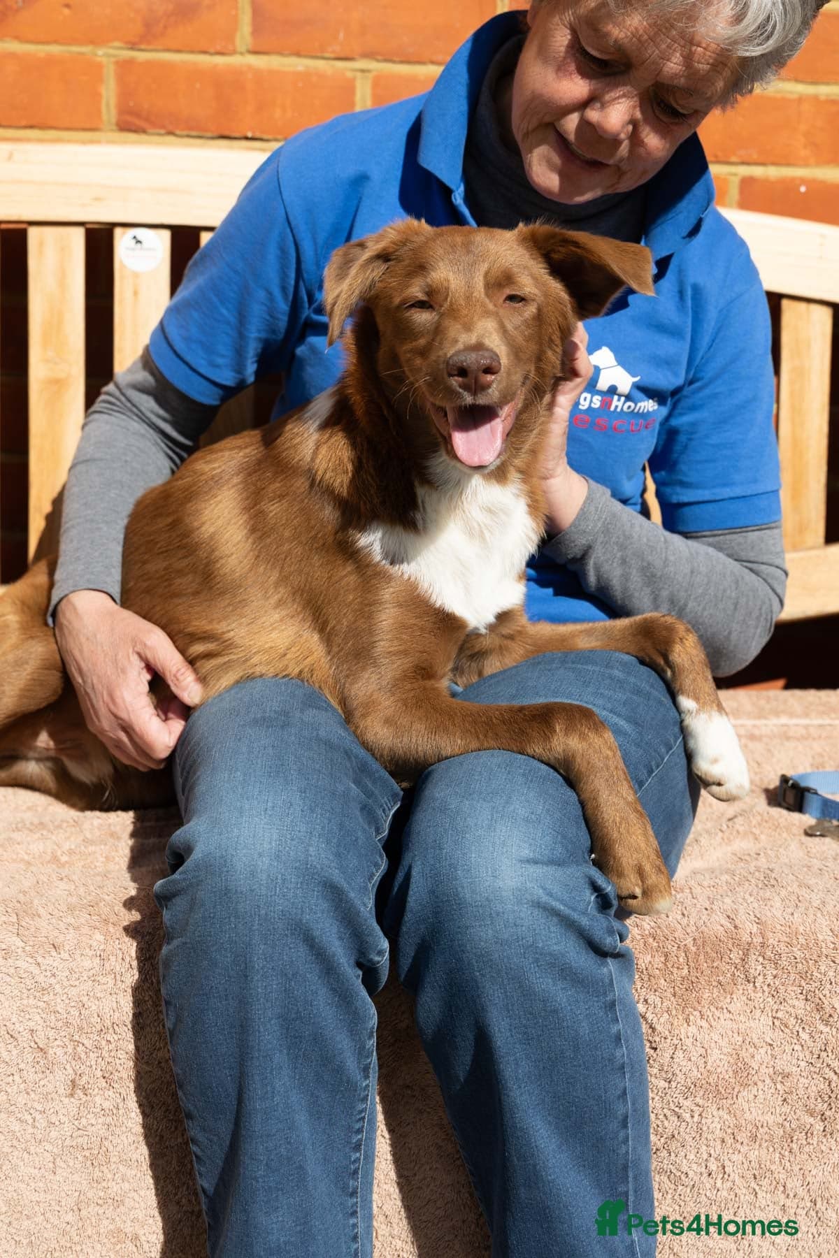 Mocha - everyone loves this lad photo 14