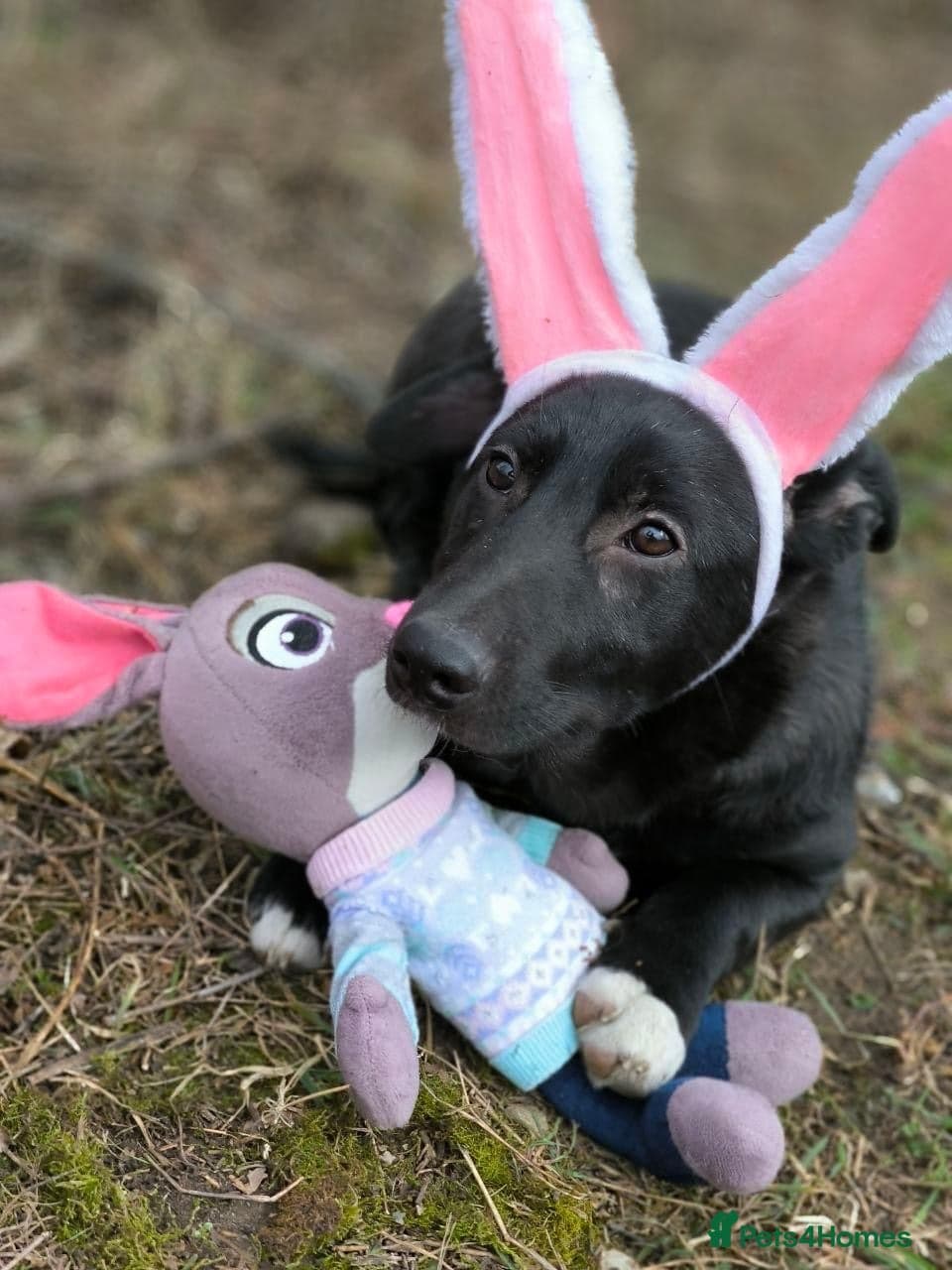 οΈπΆ masha photo 16