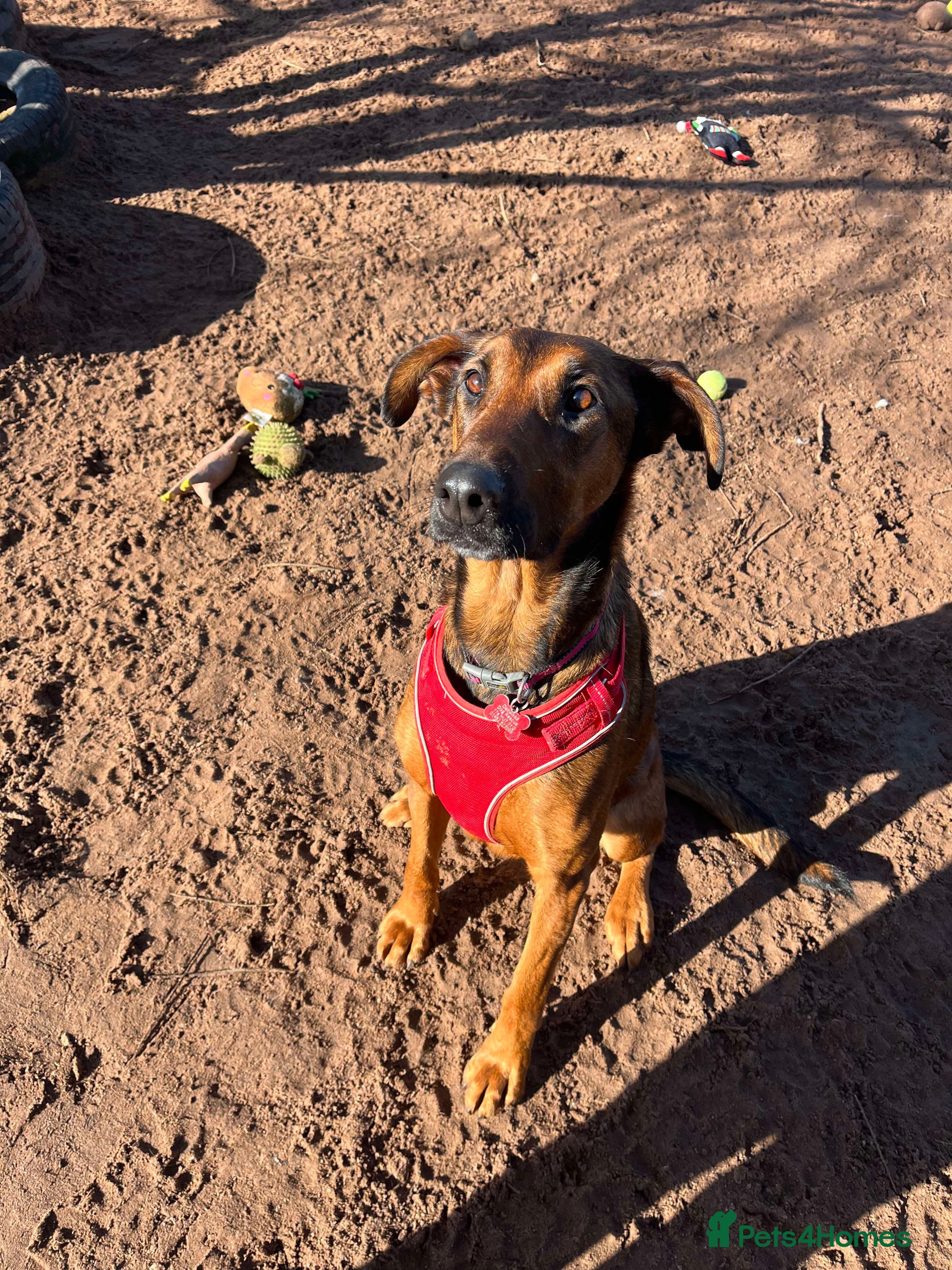 Meet Carrie,currently residing in Cheshire photo 15