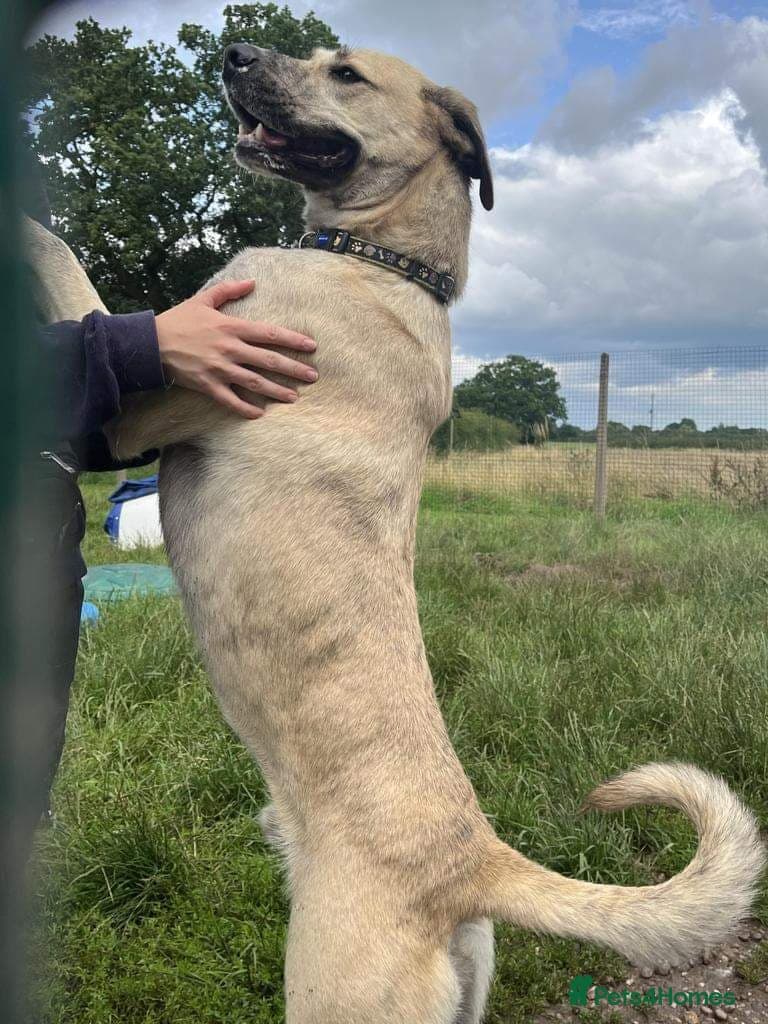 Meet Ziggy, currently residing in Cheshire photo 6