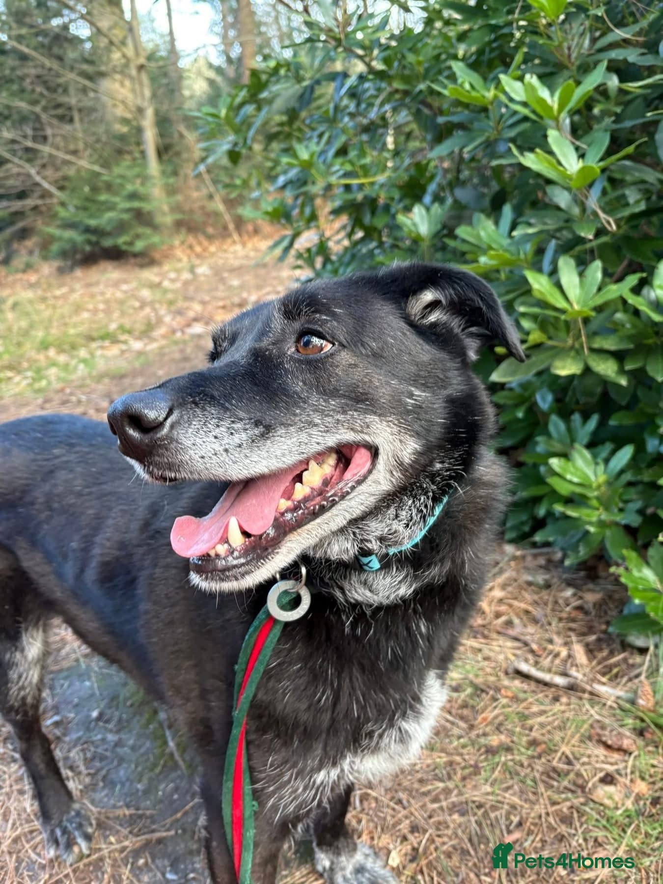 Aramis - Norwich Norfolk photo 5