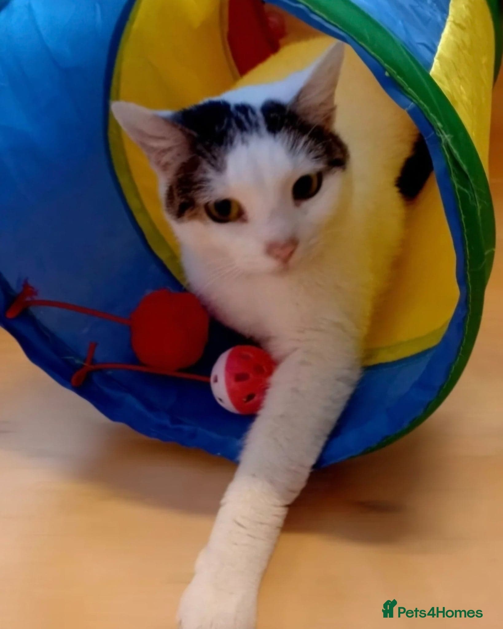 Meet Misty ๐น โ Mixed Breed