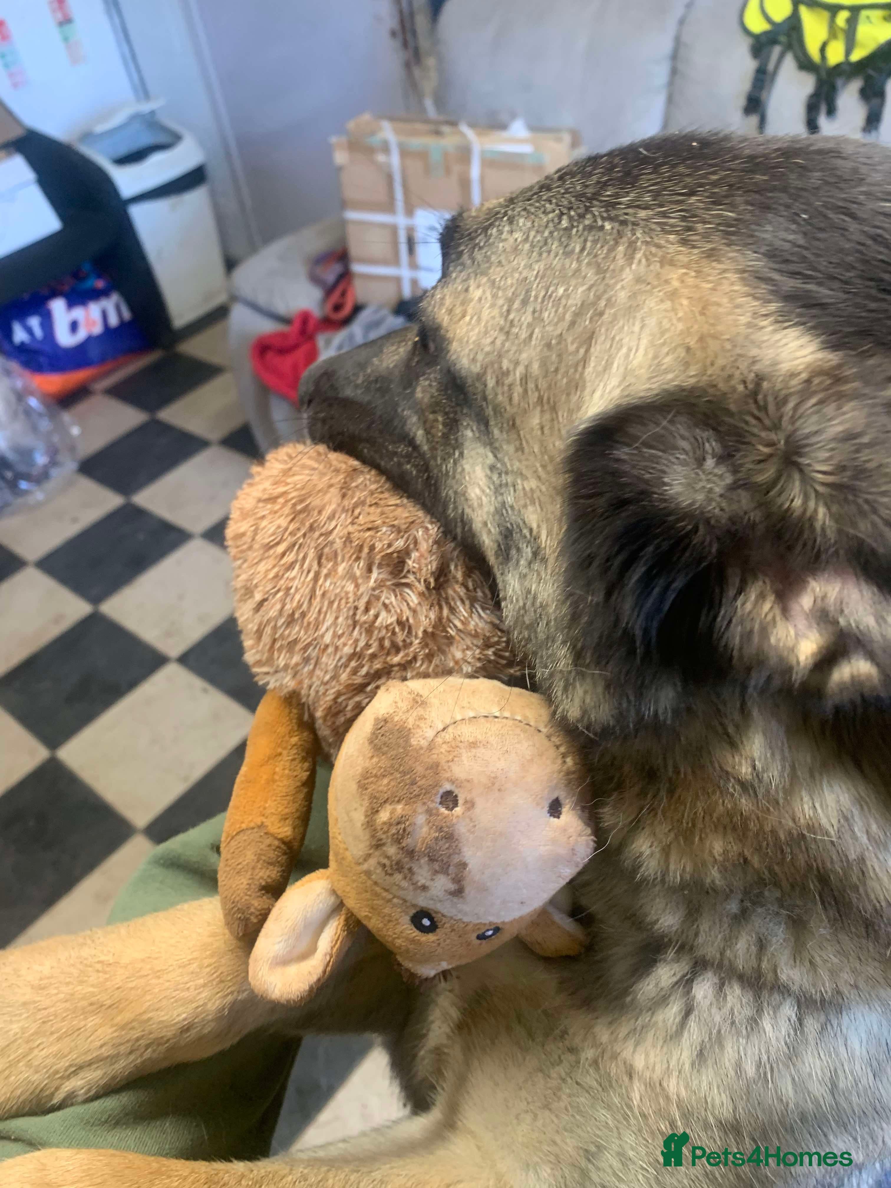 Meet Vera, currently residing in Cheshire photo 38