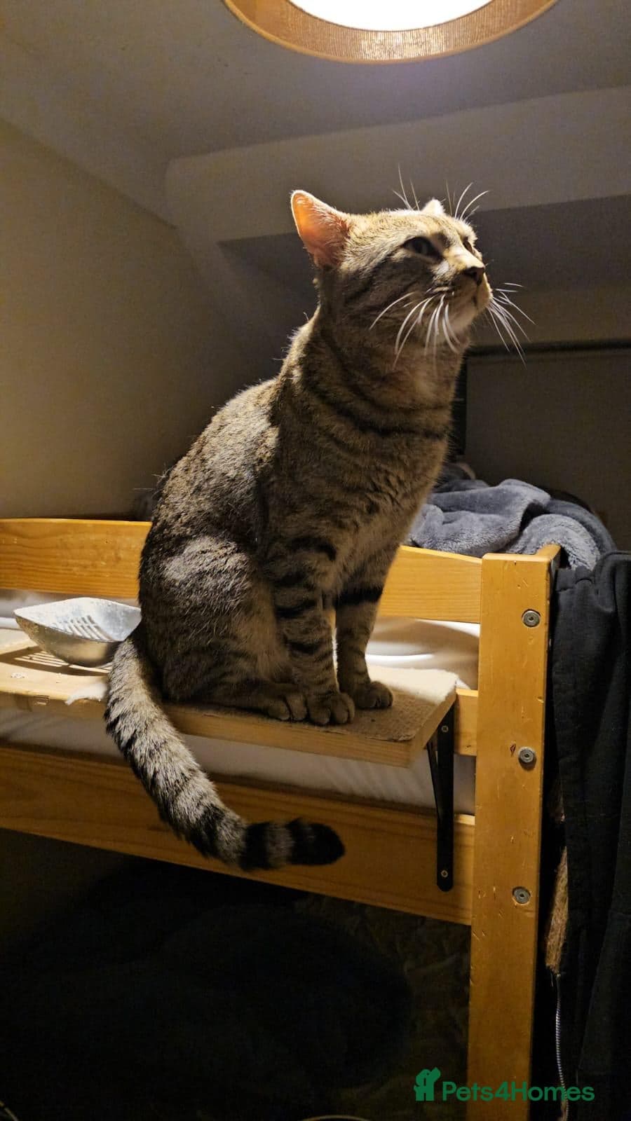 Gentle 10 month rescue MaleCat photo 21