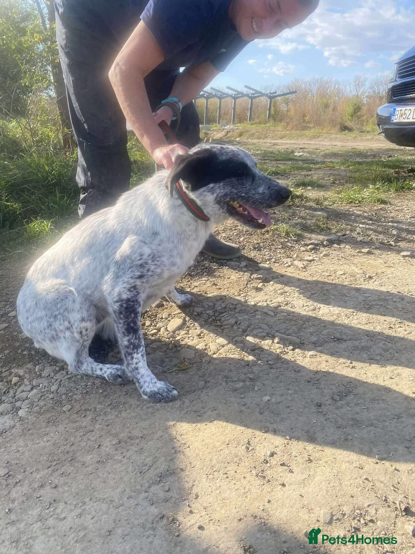 Cessil - Norwich Norfolk β Mixed Breed