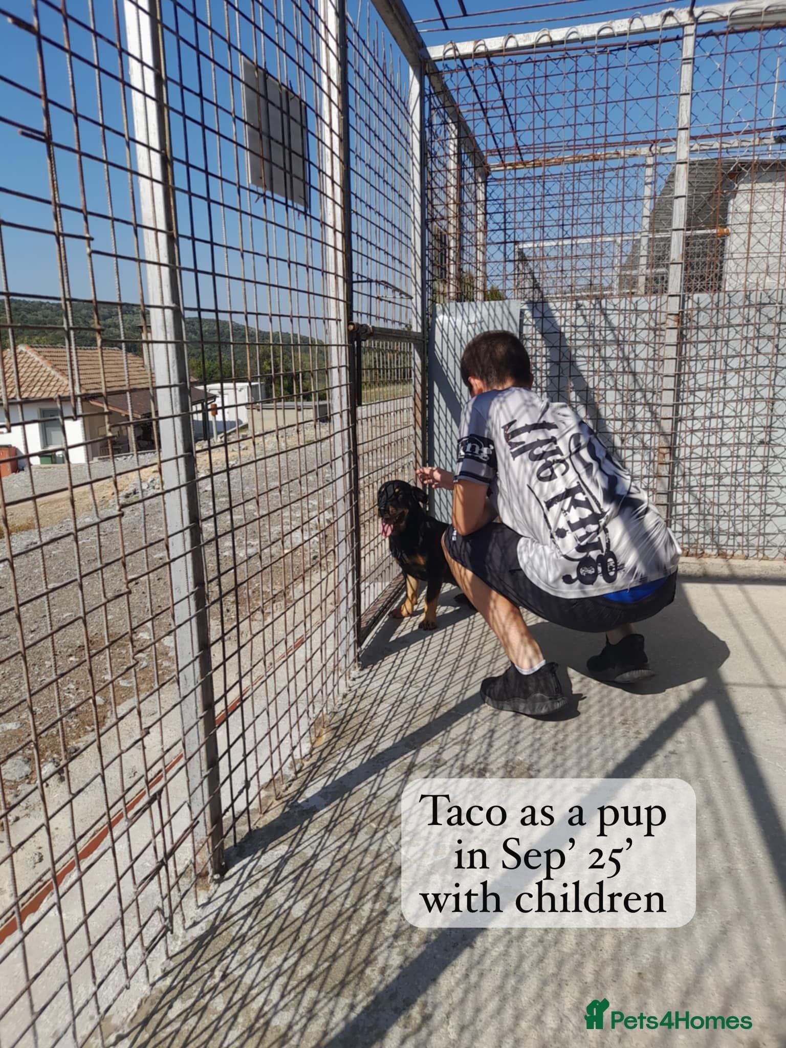 Taco, 10-12 months old. photo 10