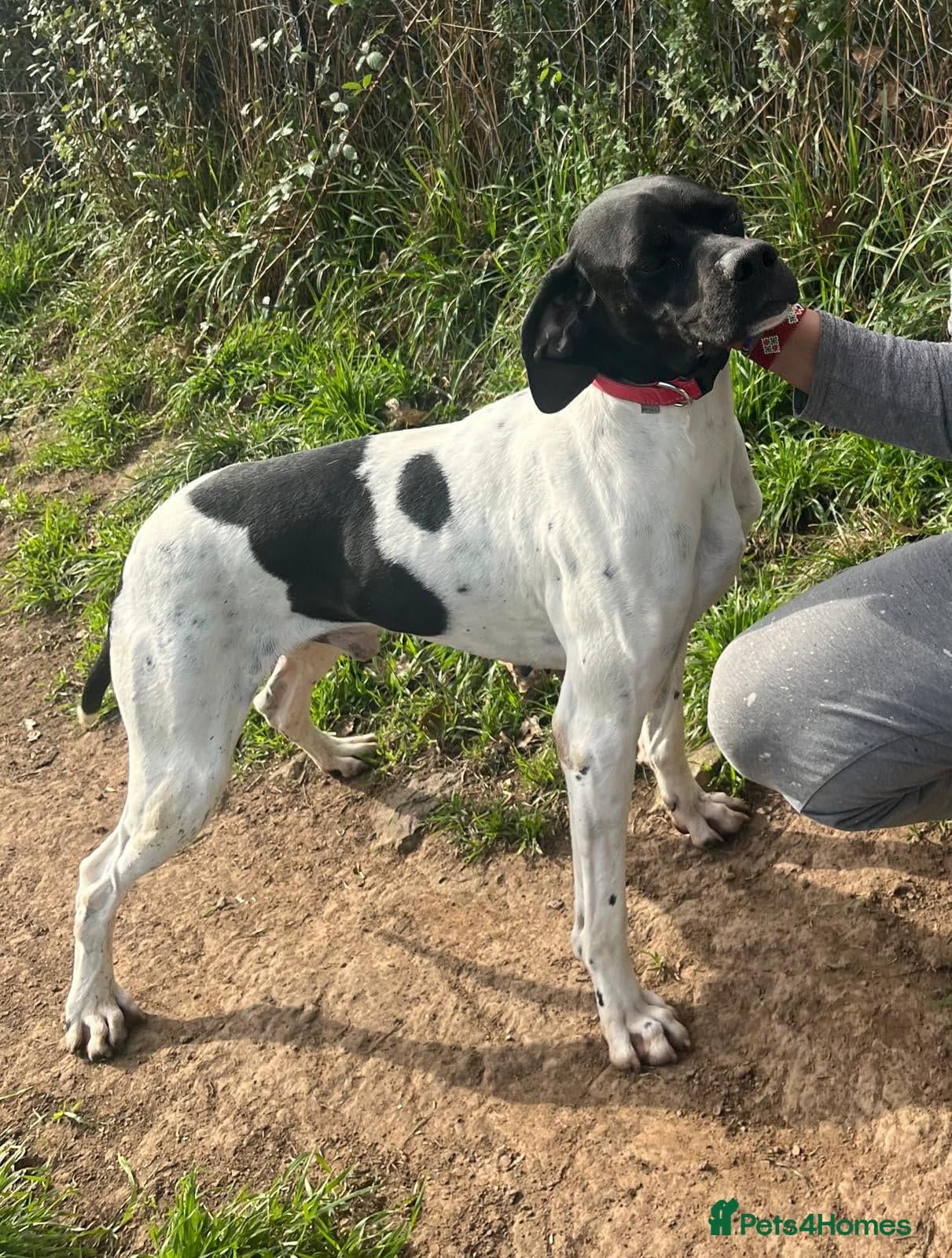 Pointer, Duke photo 7