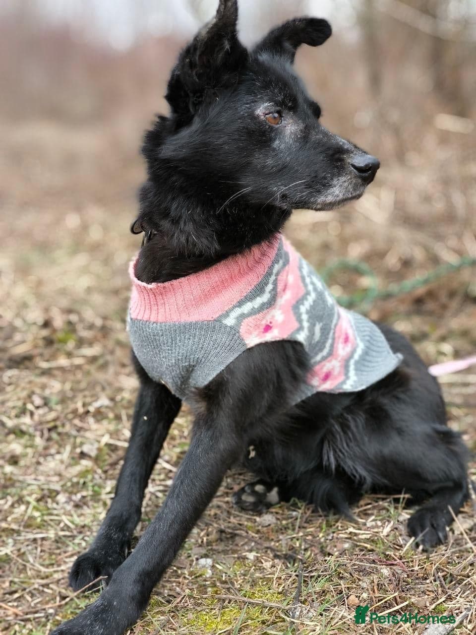 οΈπΆ tofa photo 29