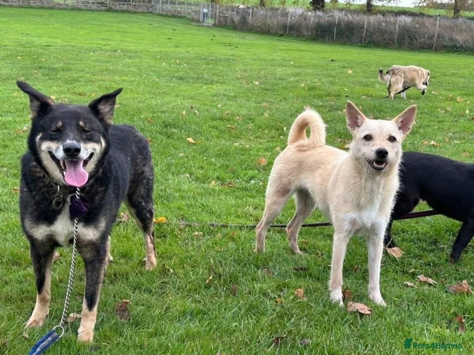 Ben - Norwich Norfolk β Mixed Breed