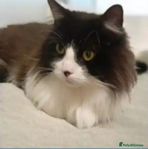 Meet Luna & Bella photo 2