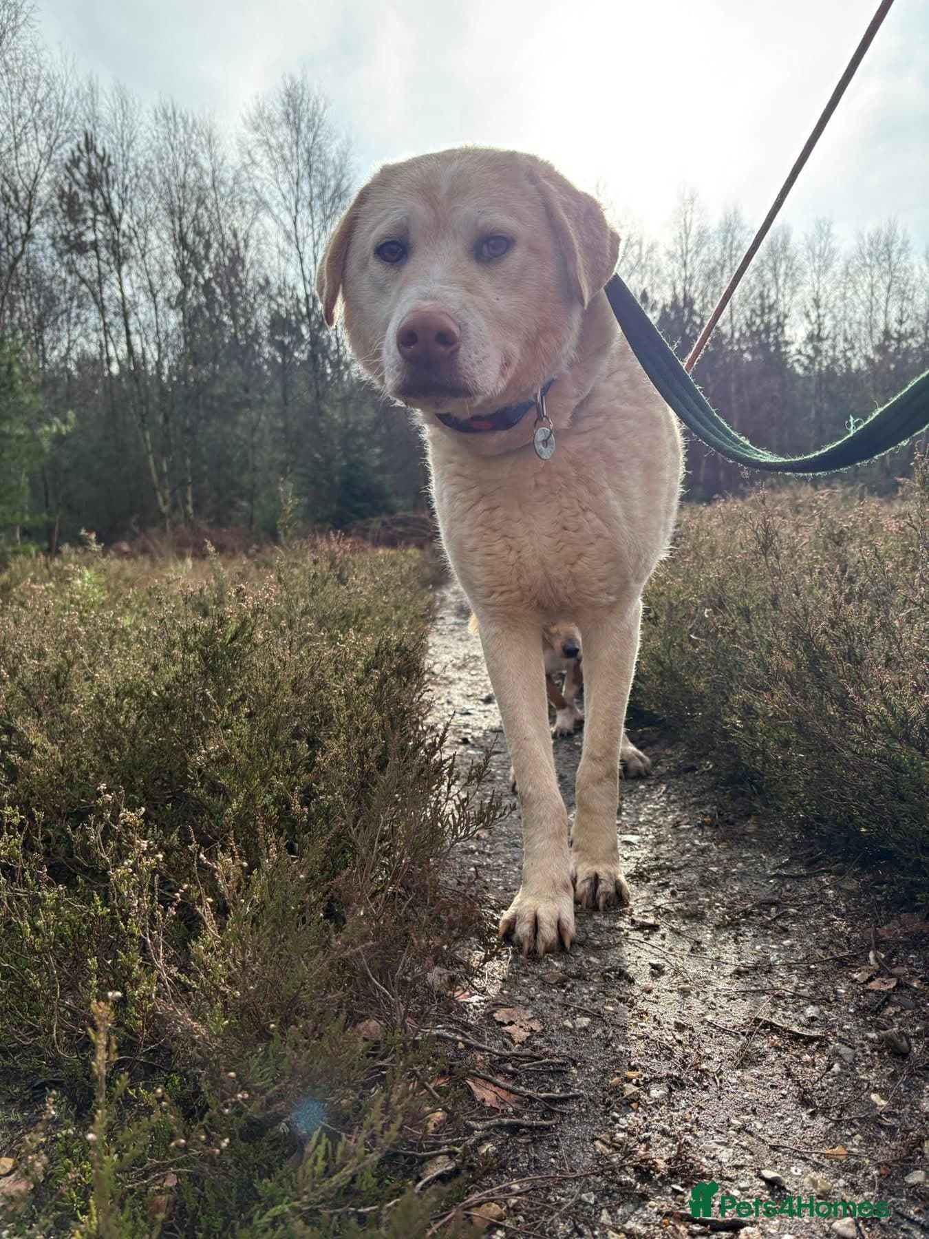 Ralph - Norwich Norfolk photo 7