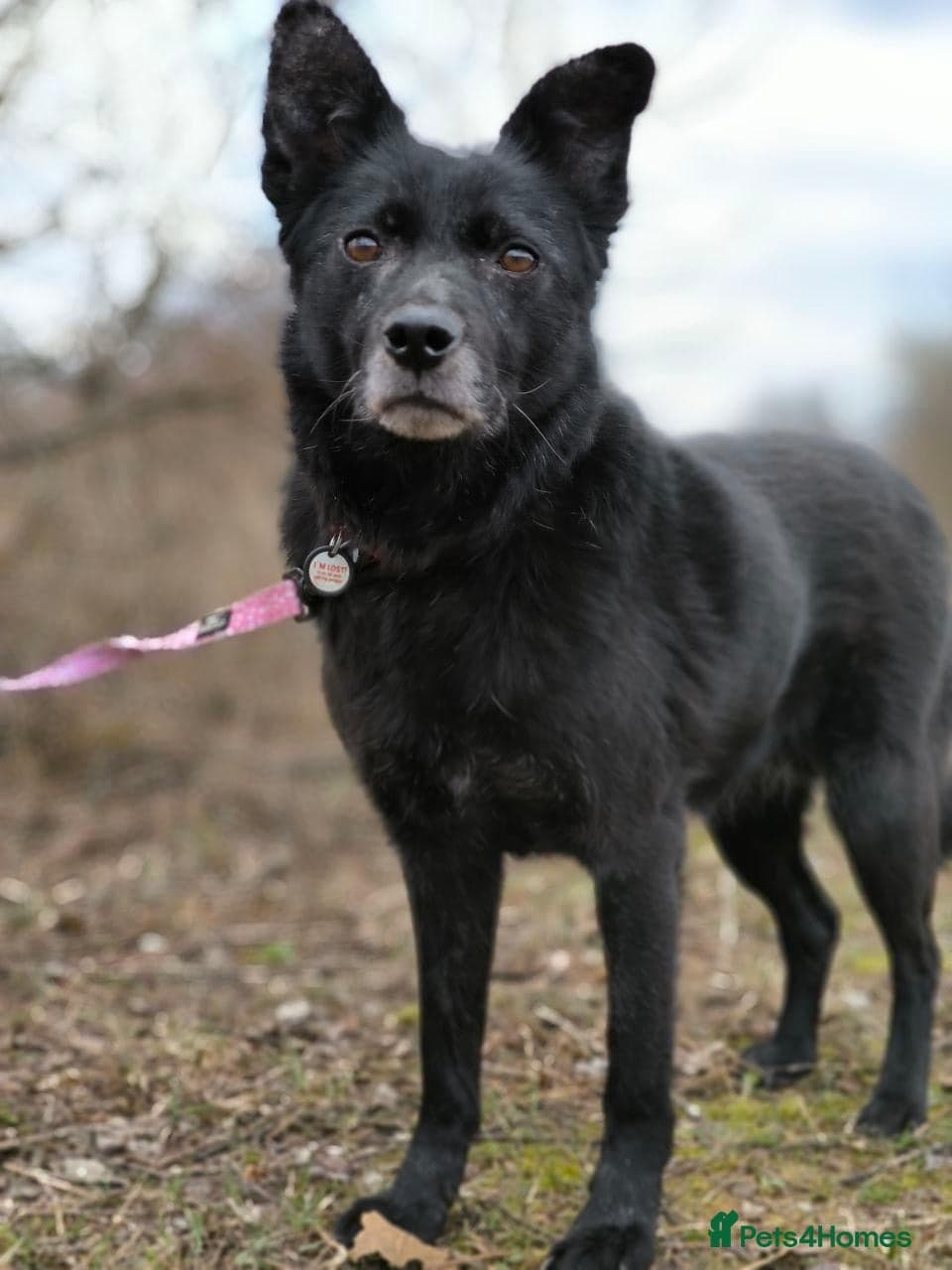 οΈπΆ tofa photo 3