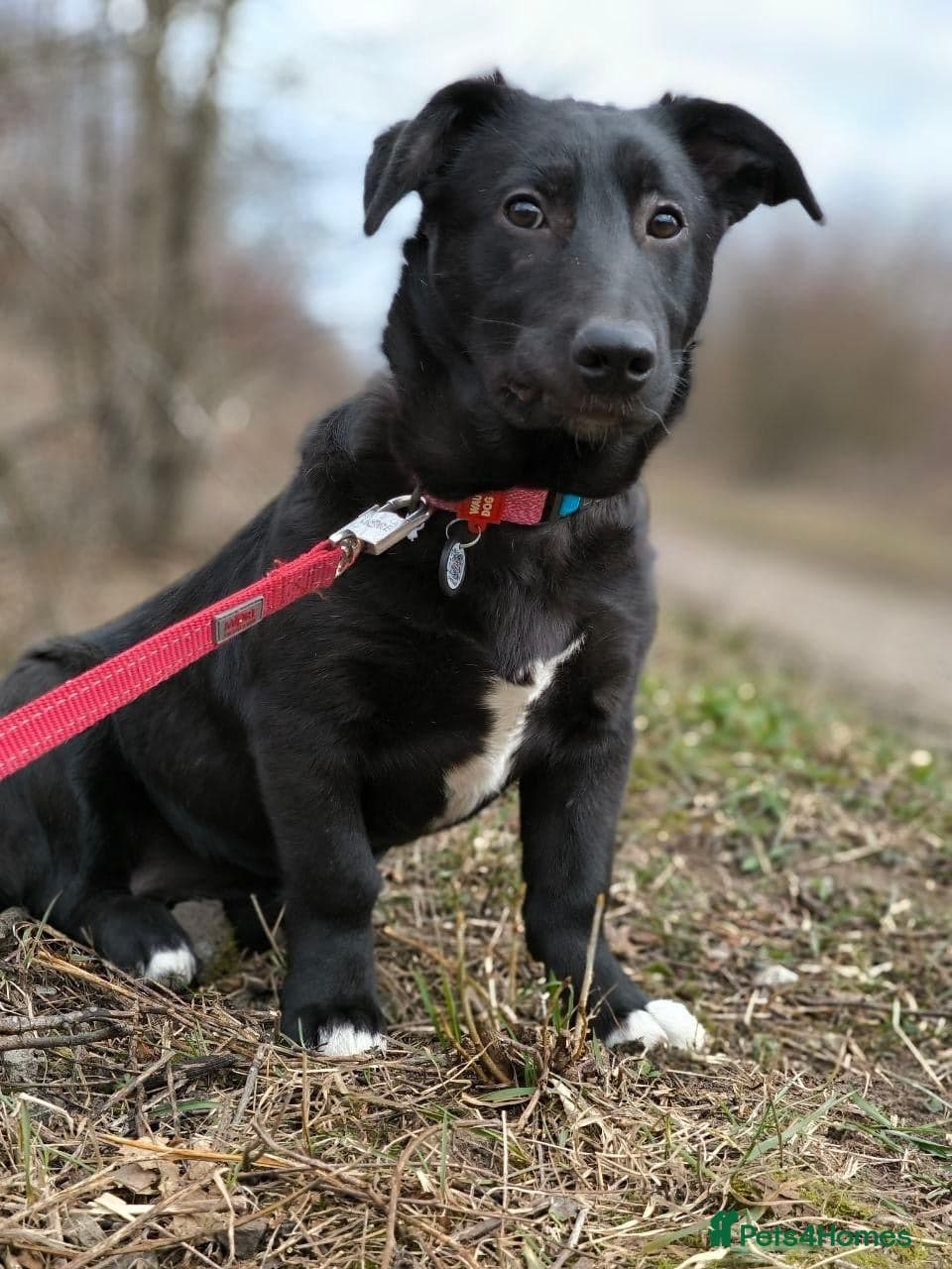 οΈπΆ masha photo 18