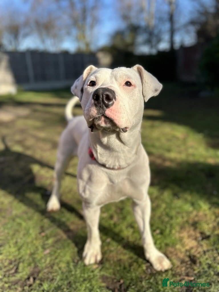 Meet Aria, currently residing in Ormskirk photo 9