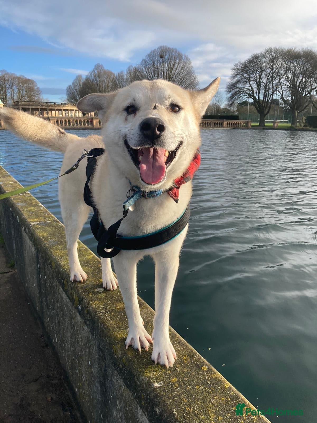 Handsome Fivos Huskey X Shepherd photo 20