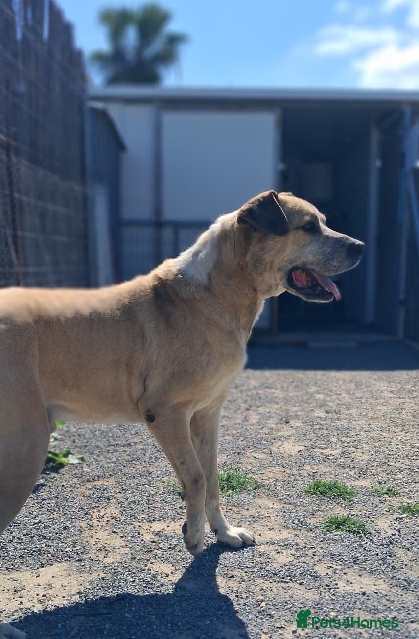 Gem π πΎ β Mixed Breed