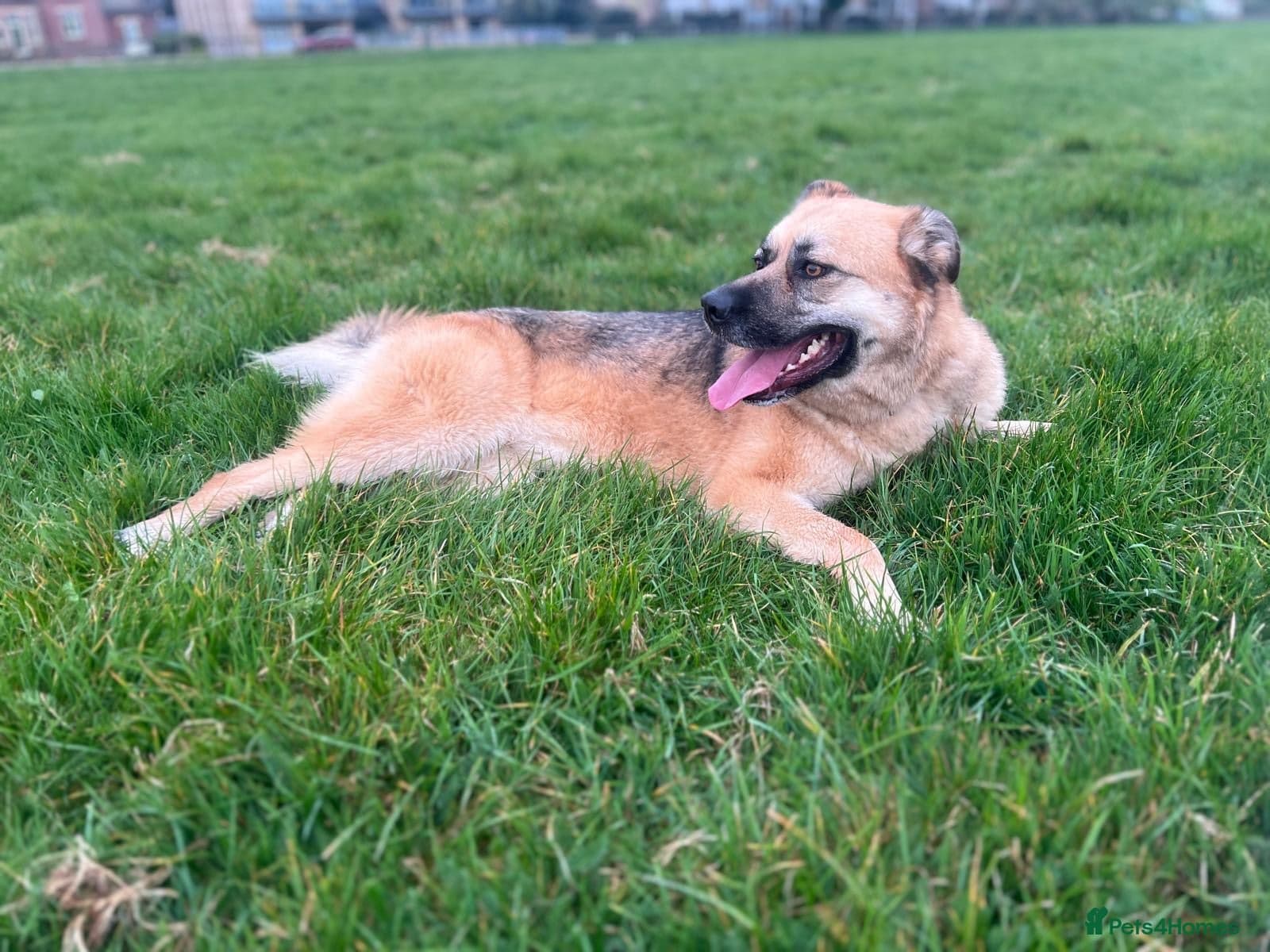 Molly 3.5 years friendly girl photo 5