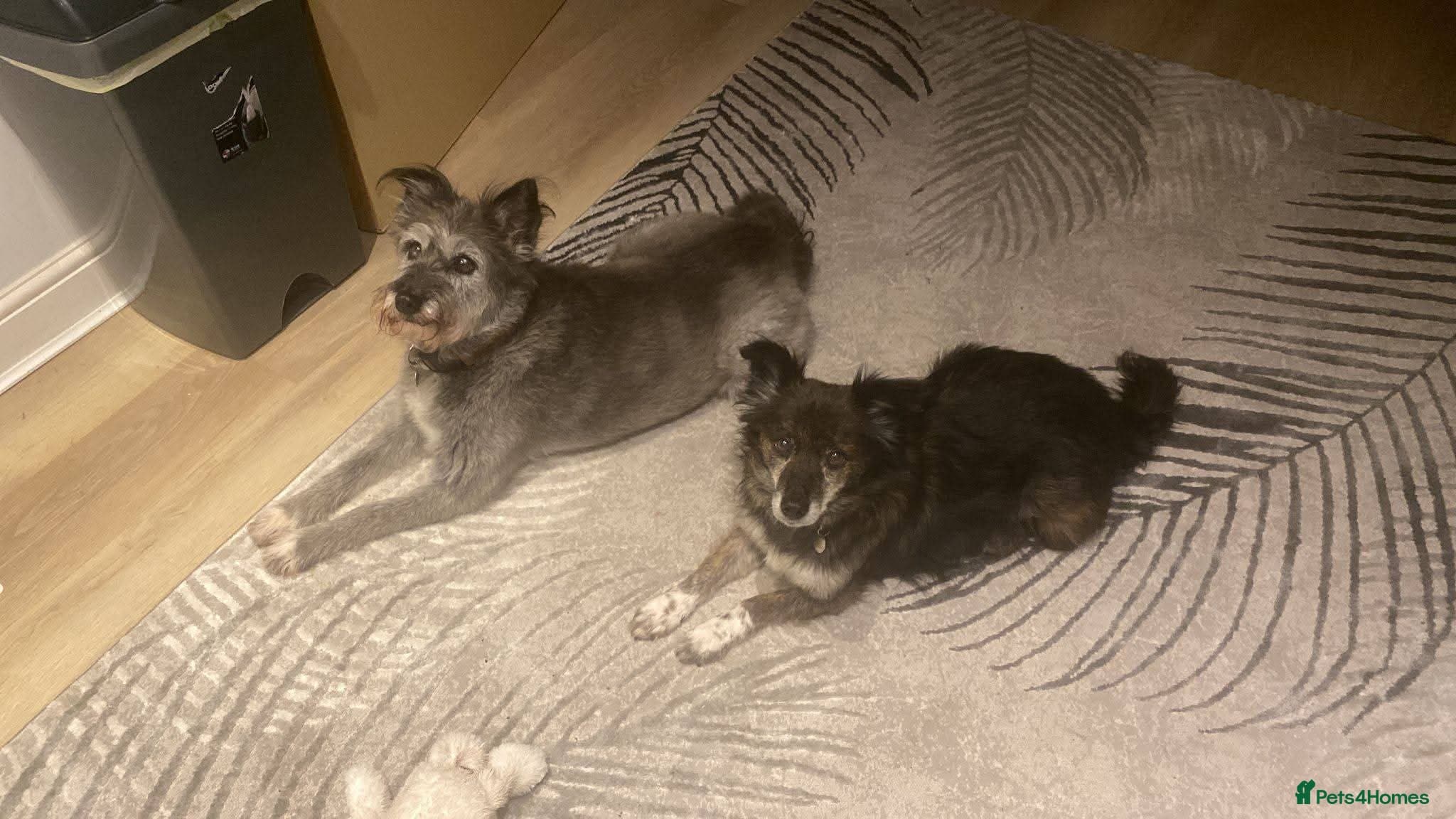 Meet Gizmo, currently residing in Lancashire photo 4