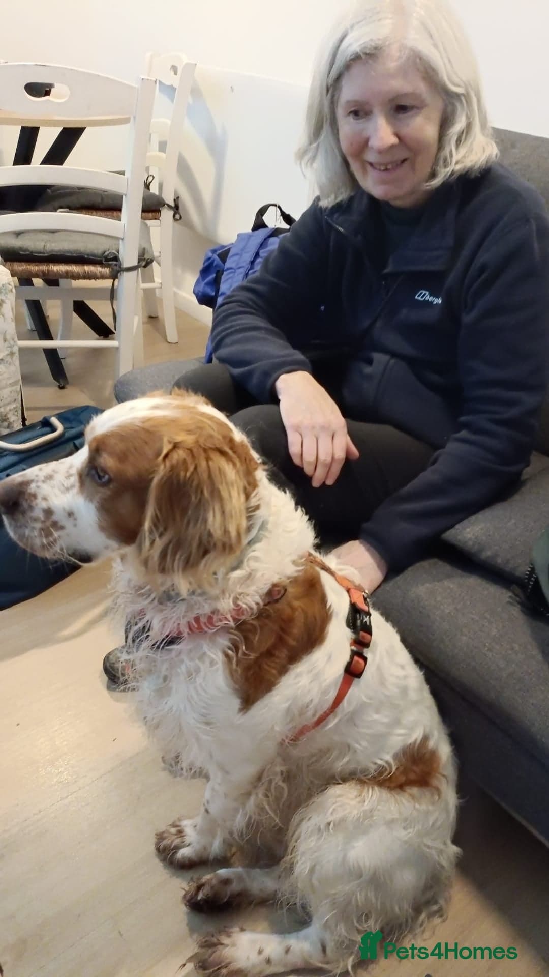 Ronnie, 3-year old Brittany male photo 20