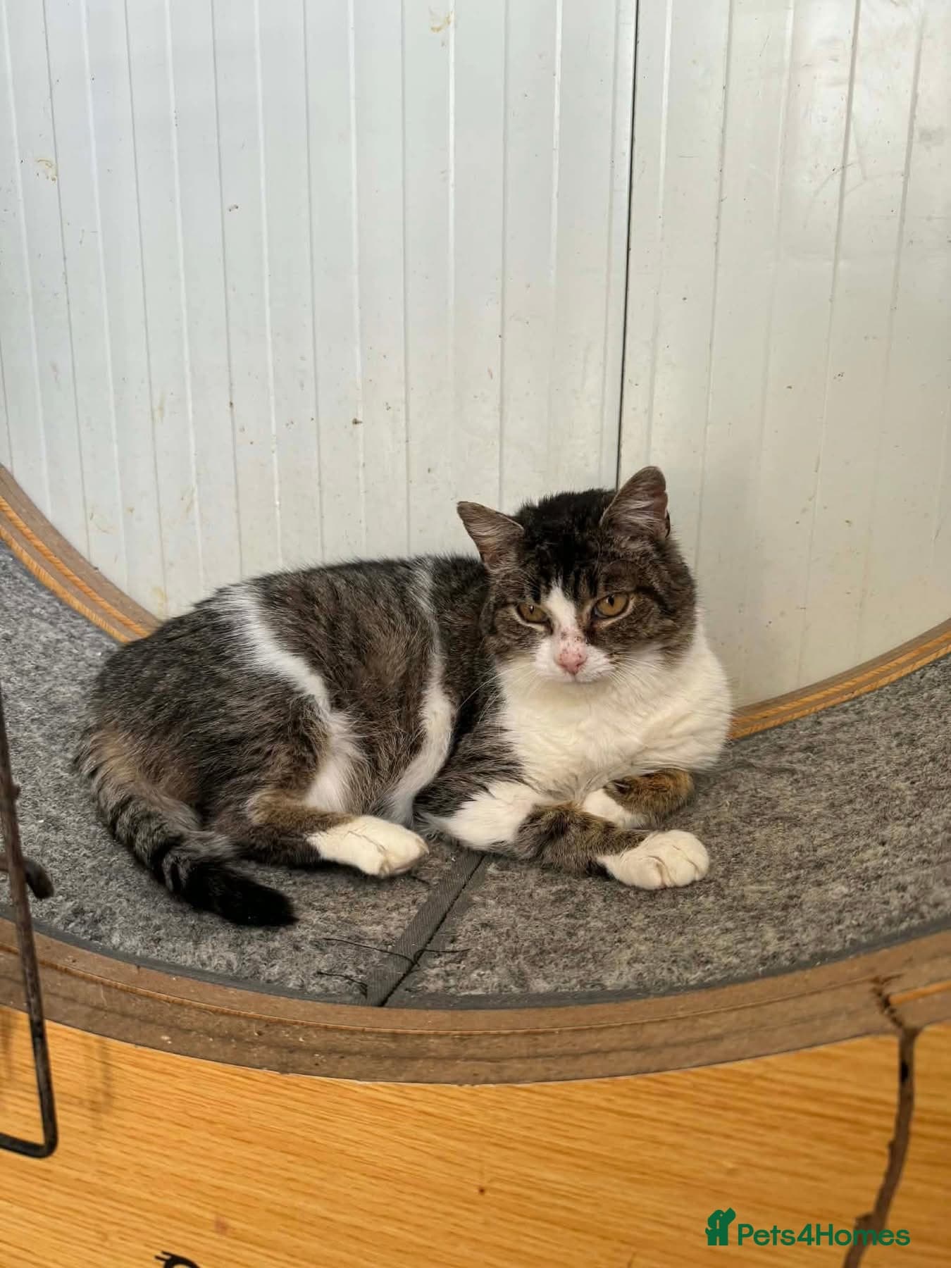 Jojo - Norwich Norfolk photo 6