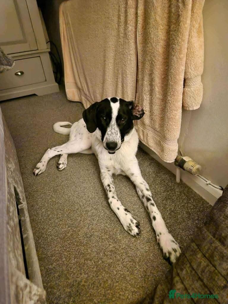 Meet Annabel, currently residing in Hertfordshire photo 4