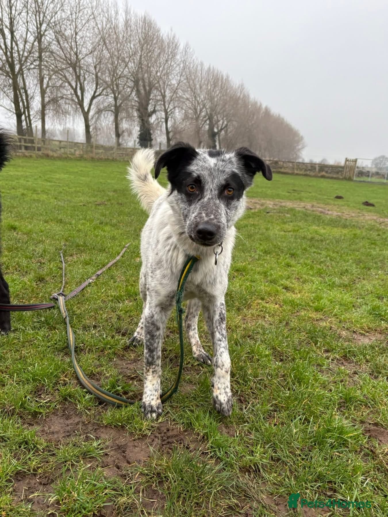 Cessil - Norwich Norfolk photo 4