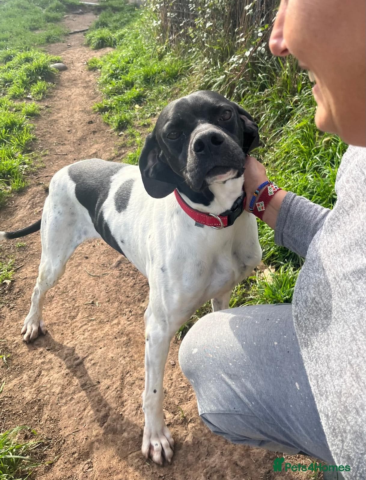 Pointer, Duke photo 2