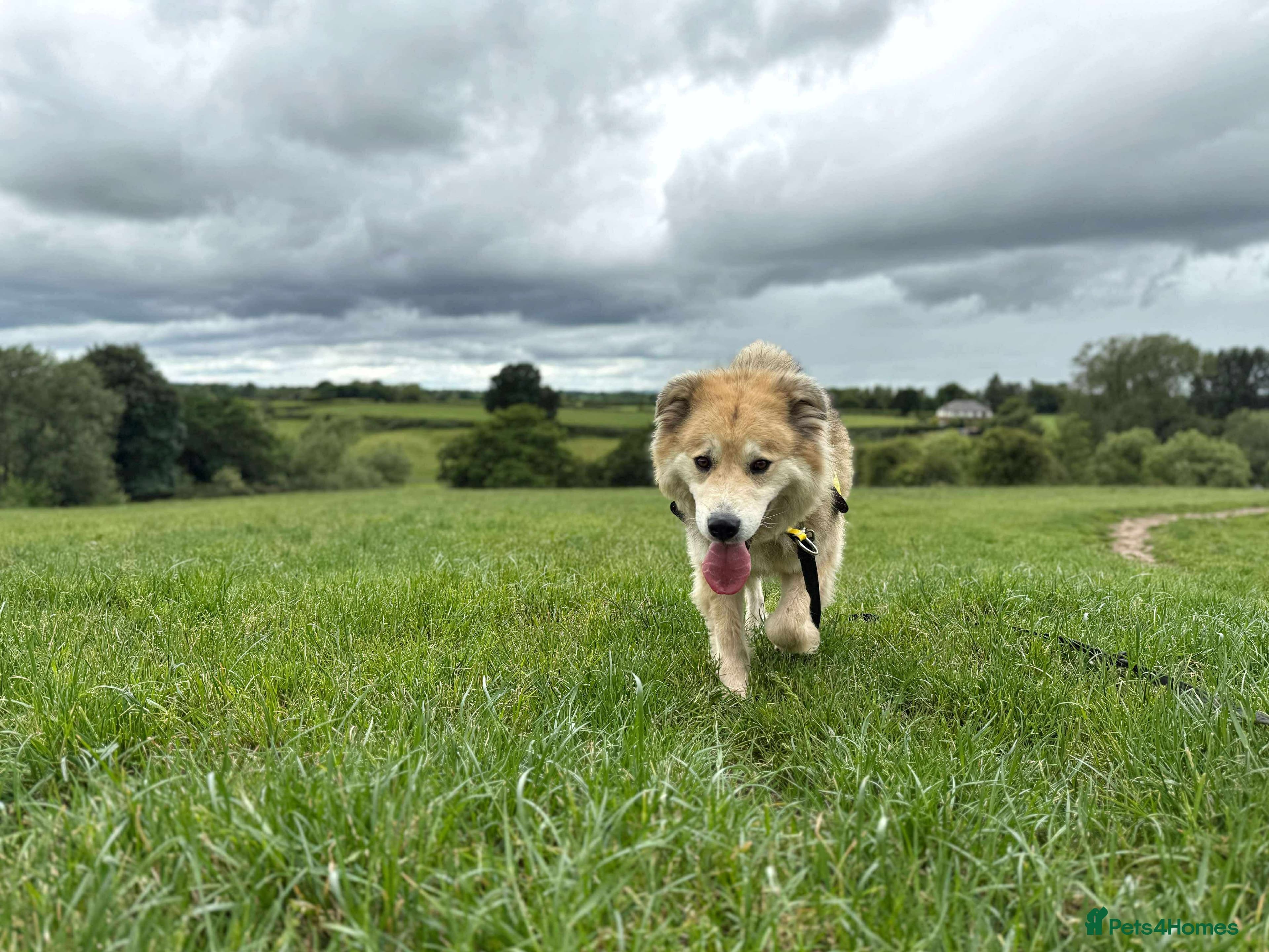 Meet Paddy, currently residing in Cheshire photo 35