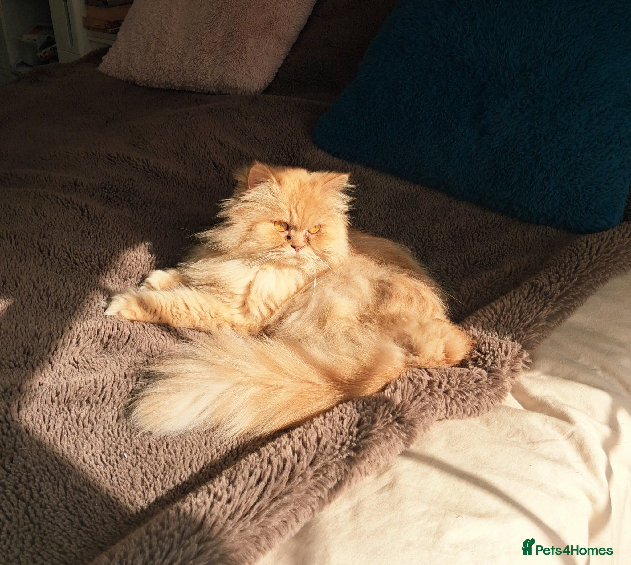 Lovely Lady Marigold photo 7