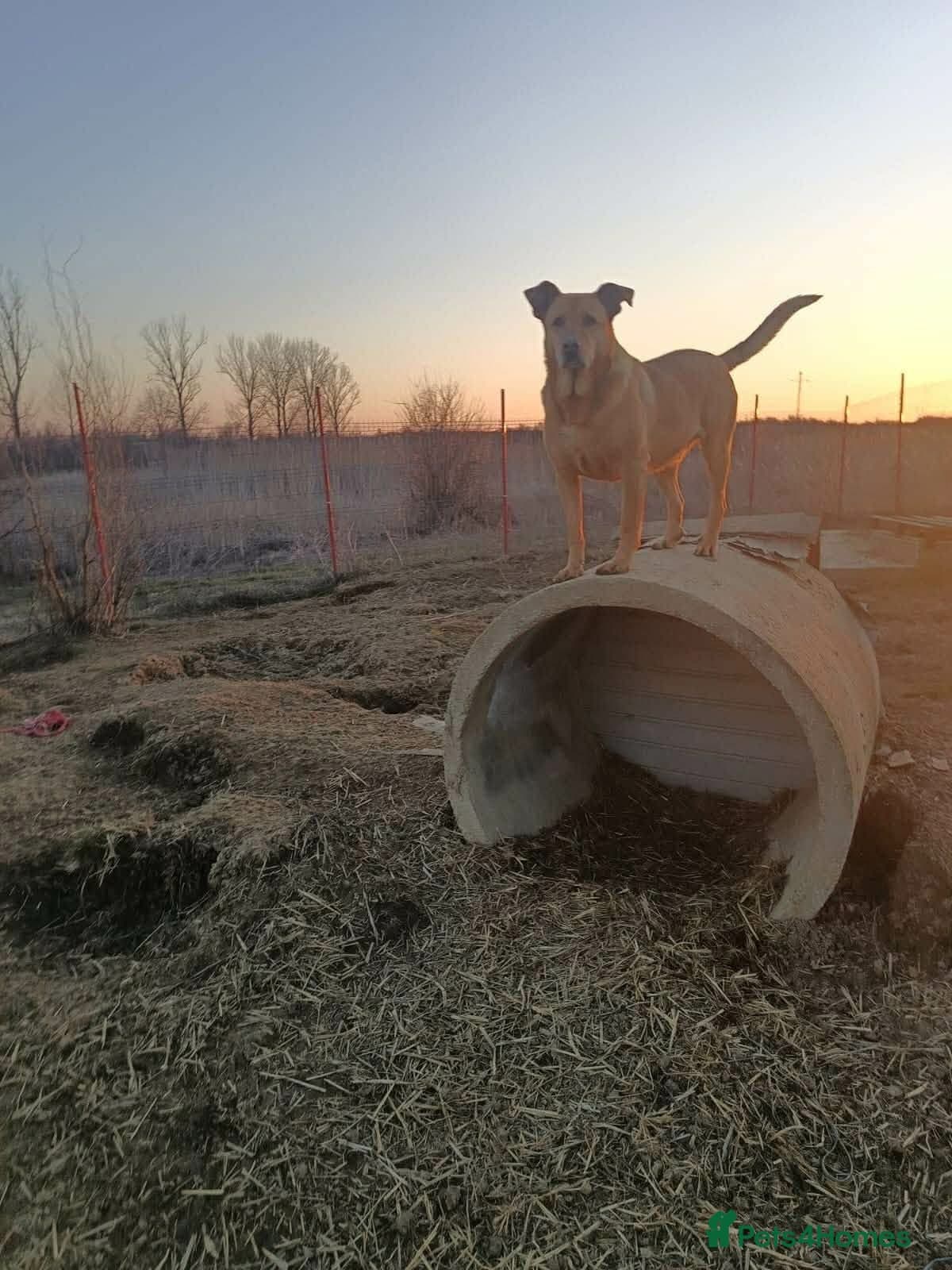 Thor - Dereham Norfolk photo 14