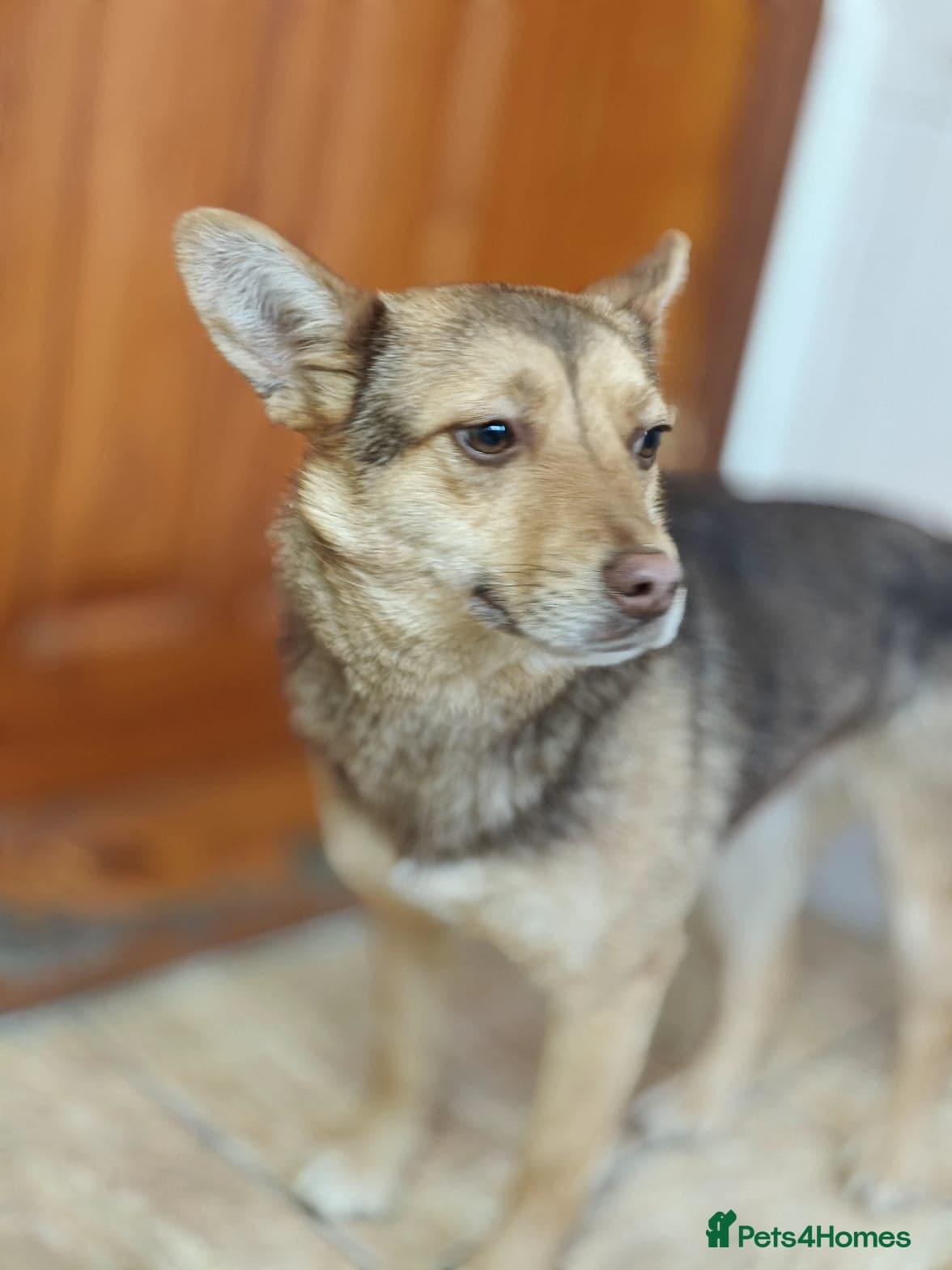 ๏ธ๐ถ rudya photo 12