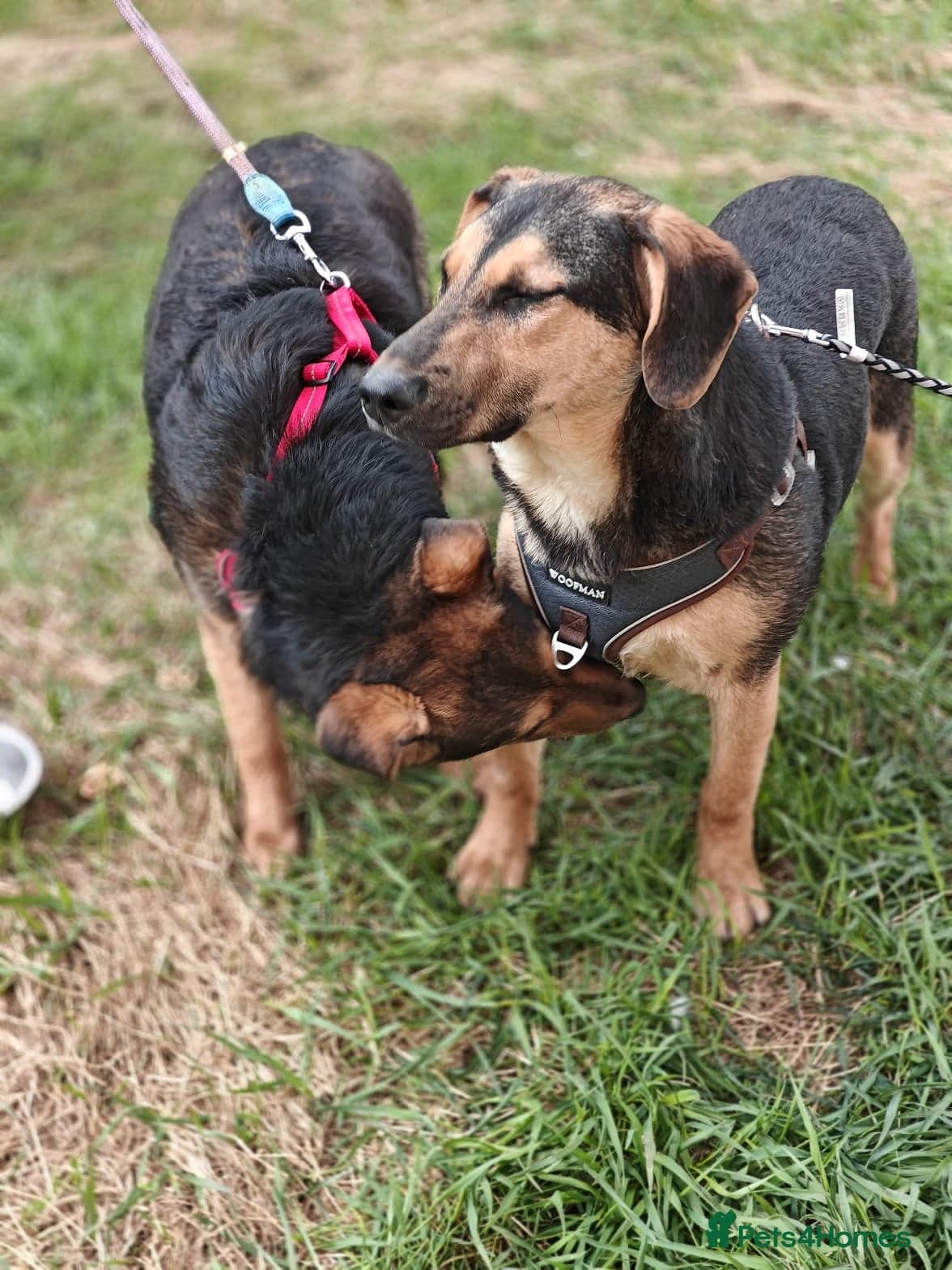 οΈπΆ yasia β Mixed Breed